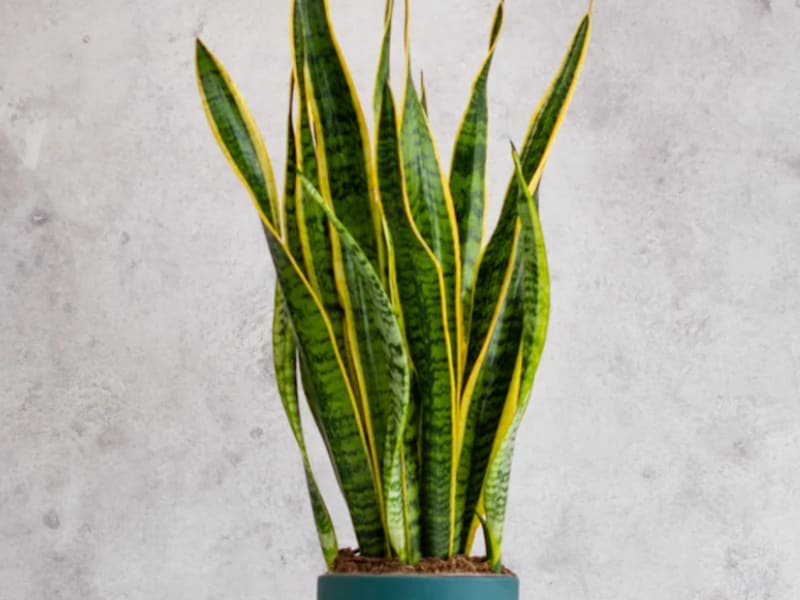 Sansevieria de hojas altas, ejemplar tipo árbol para el vivero