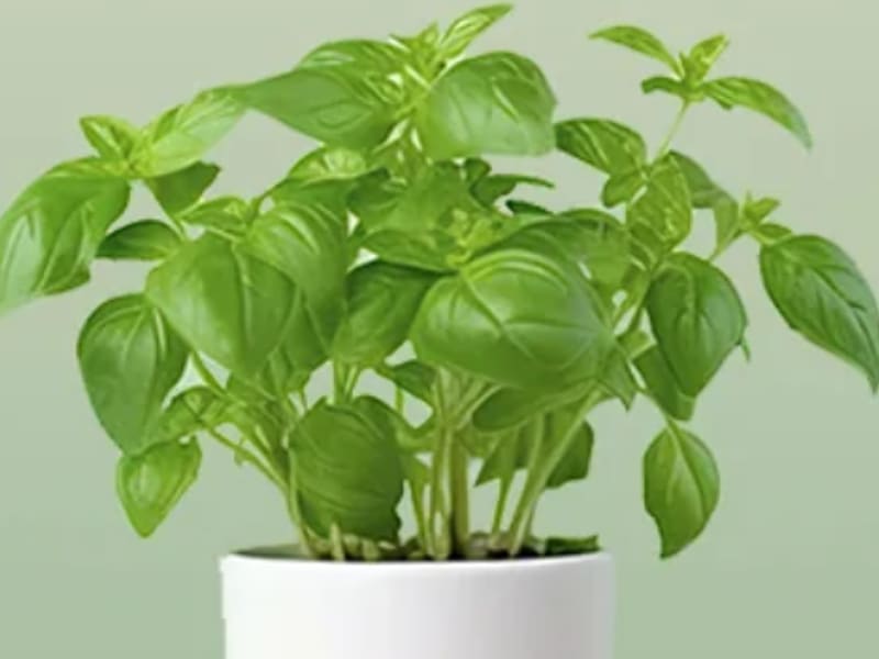 Maceta de albahaca frondosa, planta arbustiva y aromática