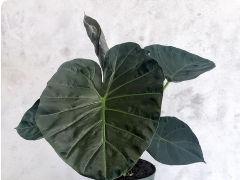 Alocasia Regale, planta de interior de hoja grande